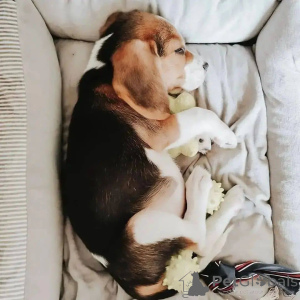 Photo №2 to announcement № 138247 for the sale of beagle - buy in United States breeder