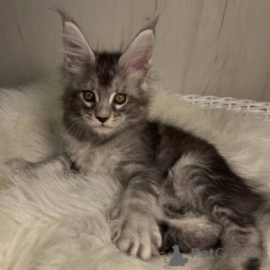 Photo №4. I will sell maine coon in the city of Talaveri. breeder - price - 981$