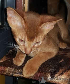 Additional photos: Abyssinian kitten for sale