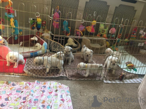 Photo №3. Pug puppies. Belgium