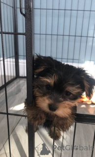 Photo №2 to announcement № 144937 for the sale of  - buy in Spain 