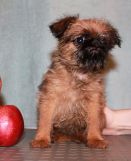 Additional photos: Griffon and Petit-Brabancon puppies of red color are waiting for the best