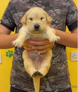Photo №2 to announcement № 161328 for the sale of golden retriever - buy in Canada 