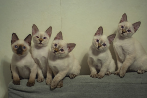 Additional photos: Latest kittens from world champion Leonardo Sanchitos