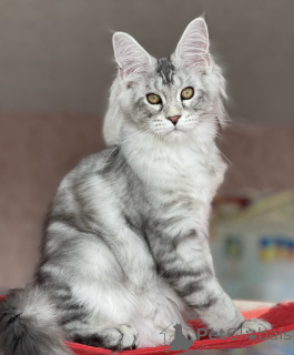 Photo №2 to announcement № 163469 for the sale of maine coon - buy in Germany breeder