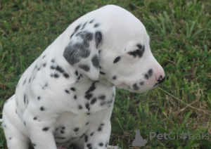 Photo №1. dalmatian dog - for sale in the city of Blacks | Is free | Announcement № 176480