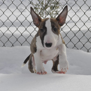 Photo №1. bull terrier - for sale in the city of Grodno | 900$ | Announcement № 1339