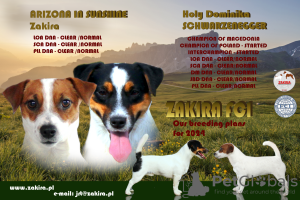 Photo №4. I will sell jack russell terrier in the city of Paniówki. breeder - price - 1691$