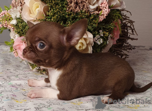 Photo №3. Chihuahua Chocolate Mini Boy. Russian Federation