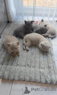 Photo №1. british shorthair - for sale in the city of Bulle | 516$ | Announcement № 177510