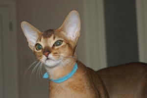 Photo №1. abyssinian cat - for sale in the city of St. Petersburg | Negotiated | Announcement № 2709