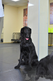 Photo №2 to announcement № 14842 for the sale of flat-coated retriever - buy in France from nursery