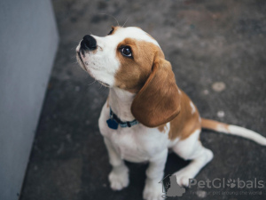 Photo №1. beagle - for sale in the city of Benapole | negotiated | Announcement № 11004