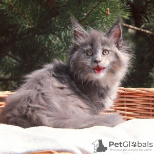 Additional photos: Maine coon kittens for sale