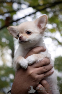 Photo №4. I will sell chihuahua in the city of Wrocław. private announcement - price - 1057$