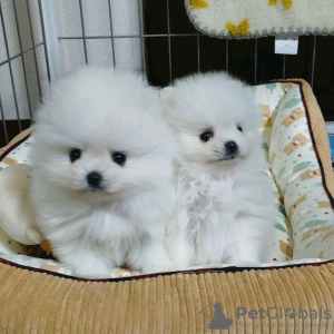 Photo №2 to announcement № 103653 for the sale of pomeranian - buy in Canada 