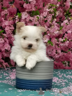 Photo №3. Puppies Maltip Mini. Russian Federation