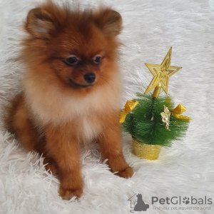 Photo №1. pomeranian - for sale in the city of Москва | negotiated | Announcement № 34401
