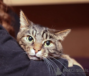 Photo №2 to announcement № 130809 for the sale of  - buy in Russian Federation private announcement