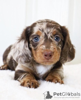 Additional photos: Dachshund