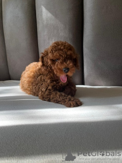 Additional photos: poodle