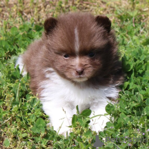 Photo №4. I will sell pomeranian in the city of Texas City. private announcement - price - 279$