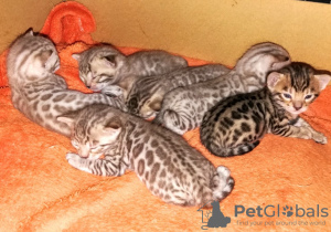 Photo №1. bengal cat - for sale in the city of Viersen | 338$ | Announcement № 63752