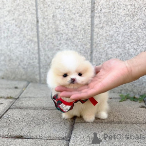 Photo №2 to announcement № 161681 for the sale of  - buy in United States 