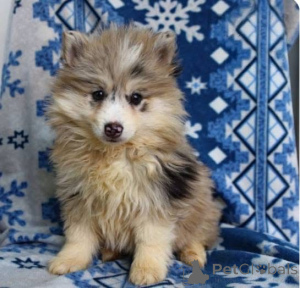 Photo №2 to announcement № 161255 for the sale of  - buy in United Kingdom 