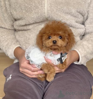 Photo №3. Male Toy poodle. Germany