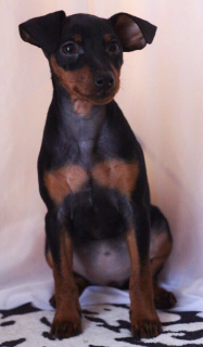 Photo №2 to announcement № 1300 for the sale of miniature pinscher - buy in Belarus private announcement