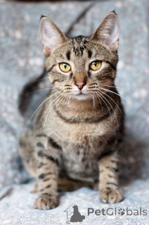 Photo №2 to announcement № 166166 for the sale of  - buy in Belarus 