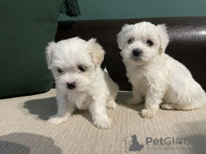 Photo №2 to announcement № 81743 for the sale of havanese dog - buy in Belgium private announcement