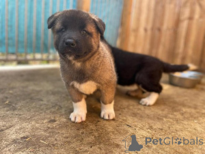 Photo №2 to announcement № 173377 for the sale of akita - buy in Malaysia private announcement