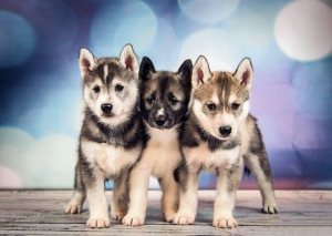 Photo №1. siberian husky - for sale in the city of Oleśnica | 1176$ | Announcement № 1013