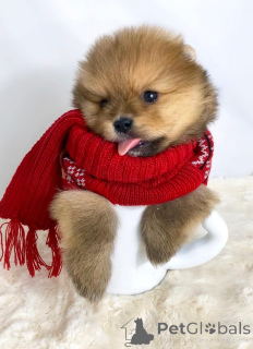 Photo №4. I will sell pomeranian in the city of Belgrade.  - price - negotiated