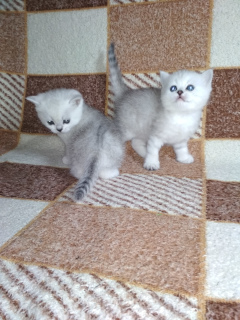 Photo №4. I will sell scottish straight in the city of Kharkov. private announcement - price - 200$