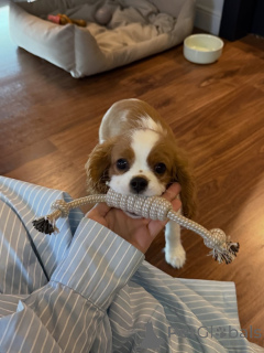 Photo №3. Soft, sweet, and full of love Rosies the little princess wholl steal your heart.. Switzerland