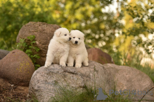 Photo №4. I will sell berger blanc suisse in the city of Minsk. from nursery - price - negotiated