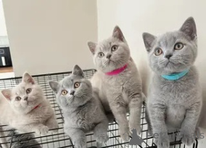 Photo №1. british shorthair - for sale in the city of Monaco | 360$ | Announcement № 169575