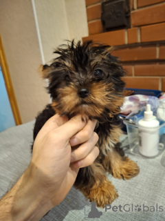 Photo №4. I will sell beaver yorkshire terrier, yorkshire terrier in the city of Helsinki. private announcement, from nursery, breeder - price - 774$