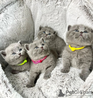 Photo №1. british shorthair - for sale in the city of Амстердам | negotiated | Announcement № 75722