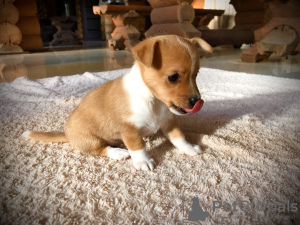 Additional photos: Puppies for sale Portuguese Podengu Small