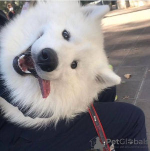 Photo №3. Dog for sale. Georgia