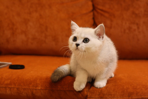 Photo №4. I will sell british shorthair in the city of Yaroslavl. from nursery, breeder - price - Negotiated