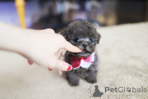 Photo №1. maltese dog - for sale in the city of Baford | 380$ | Announcement № 152464