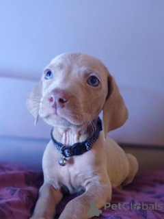 Photo №2 to announcement № 172222 for the sale of weimaraner - buy in Lao private announcement
