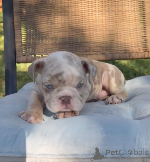 Photo №3.  English Bulldog Available for Adoption . Germany