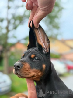Photo №4. I will sell dobermann in the city of Bachka-Palanka.  - price - negotiated