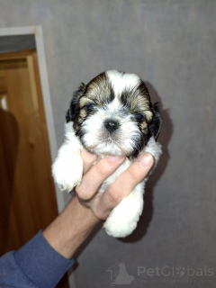 Photo №2 to announcement № 165359 for the sale of lhasa apso, maltipu, pekingese, pomeranian, shih tzu - buy in Finland private announcement, from nursery, breeder